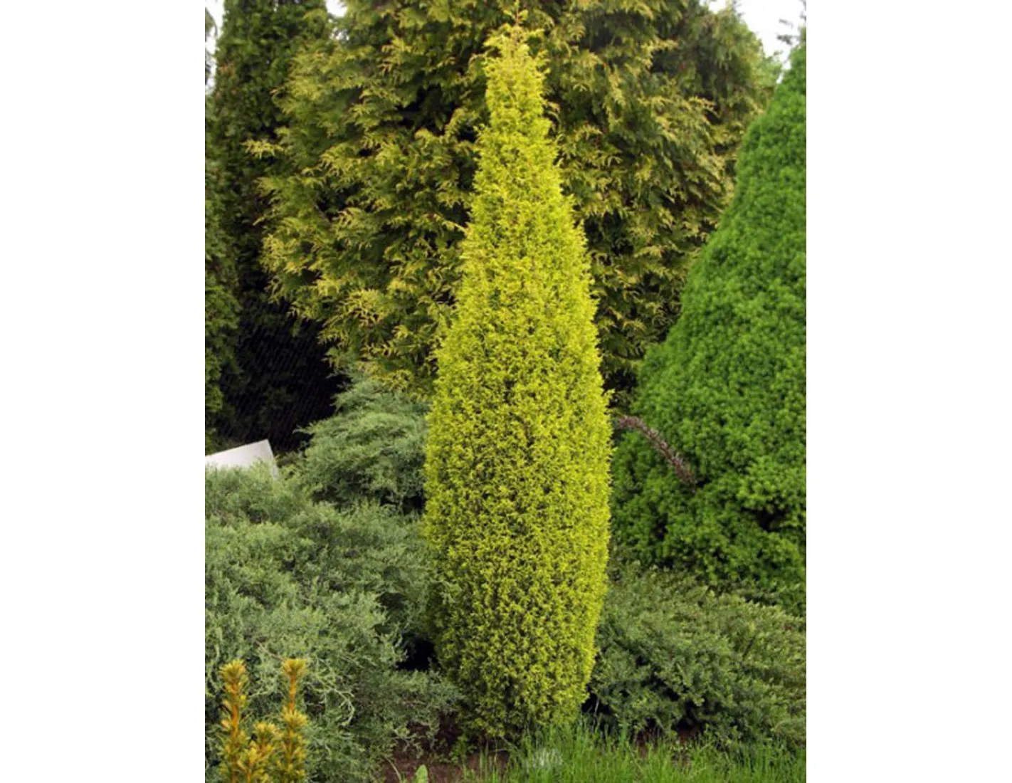 Можжевельник обыкновенный “Суецика Ауреа” (Suecica Aurea)