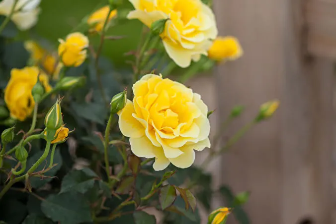 Роза миниатюрная Йелоу