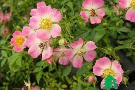 Роза миниатюрная почвопокровная Назоми