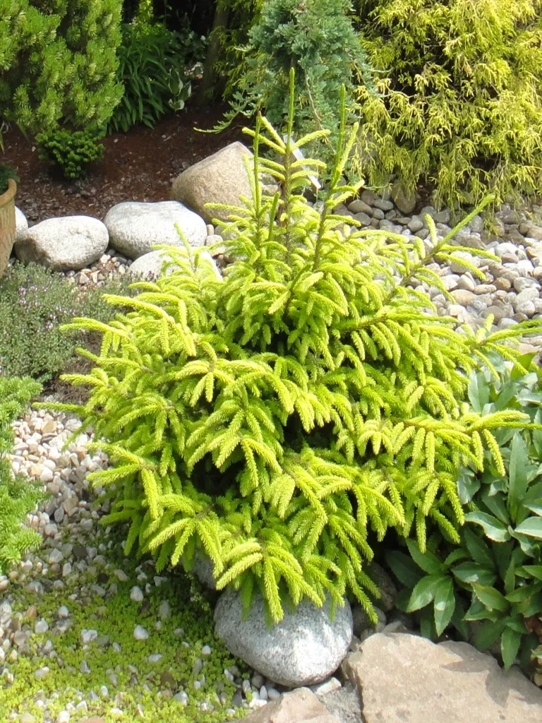 Ель обыкновенная "Ауреа" (Picea abies "Aurea"