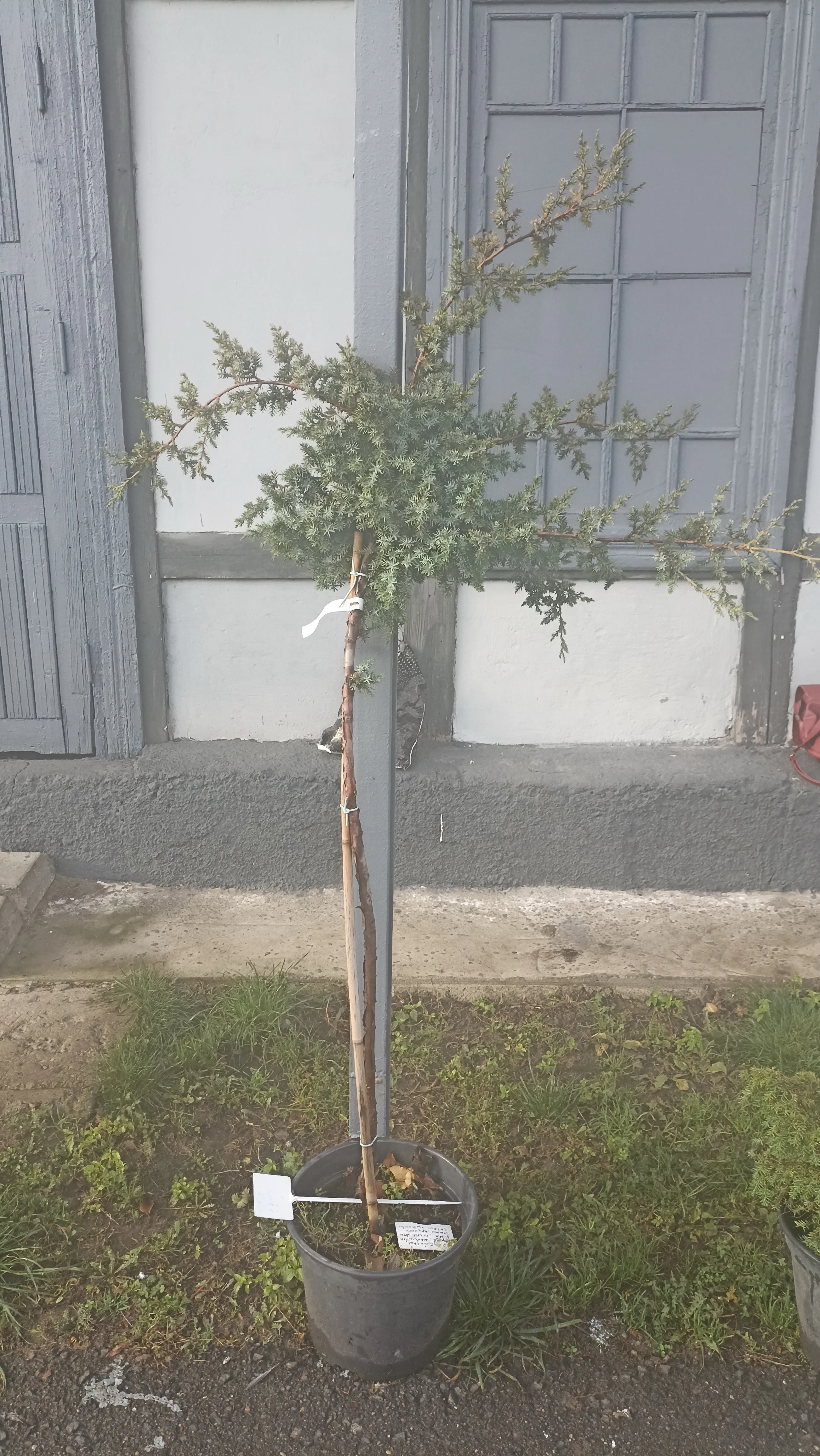 Можжевельник чешуйчатый Блю Альпс на штамбе