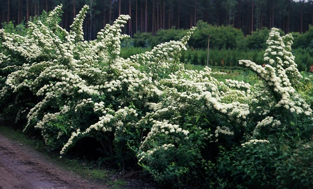 Спирея ниппонская Джун Брайд