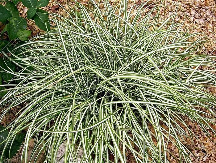 Осока Морроу Вариегатта