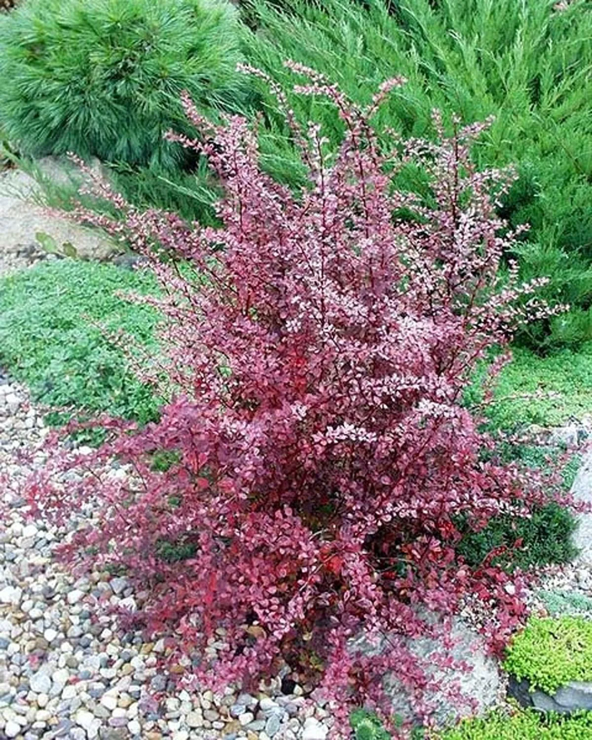 Барбарис Пинк Перфекшн