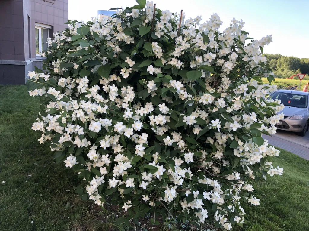 Чубушник гибридный Букет Бланк