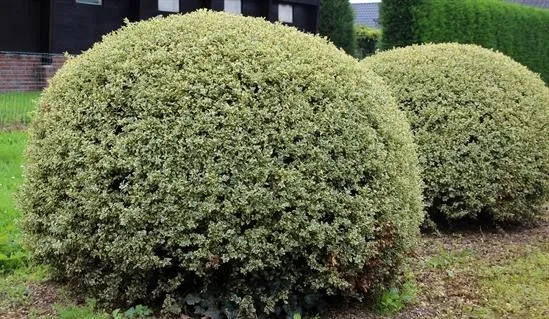 Самшит вечнозеленый Вариегата