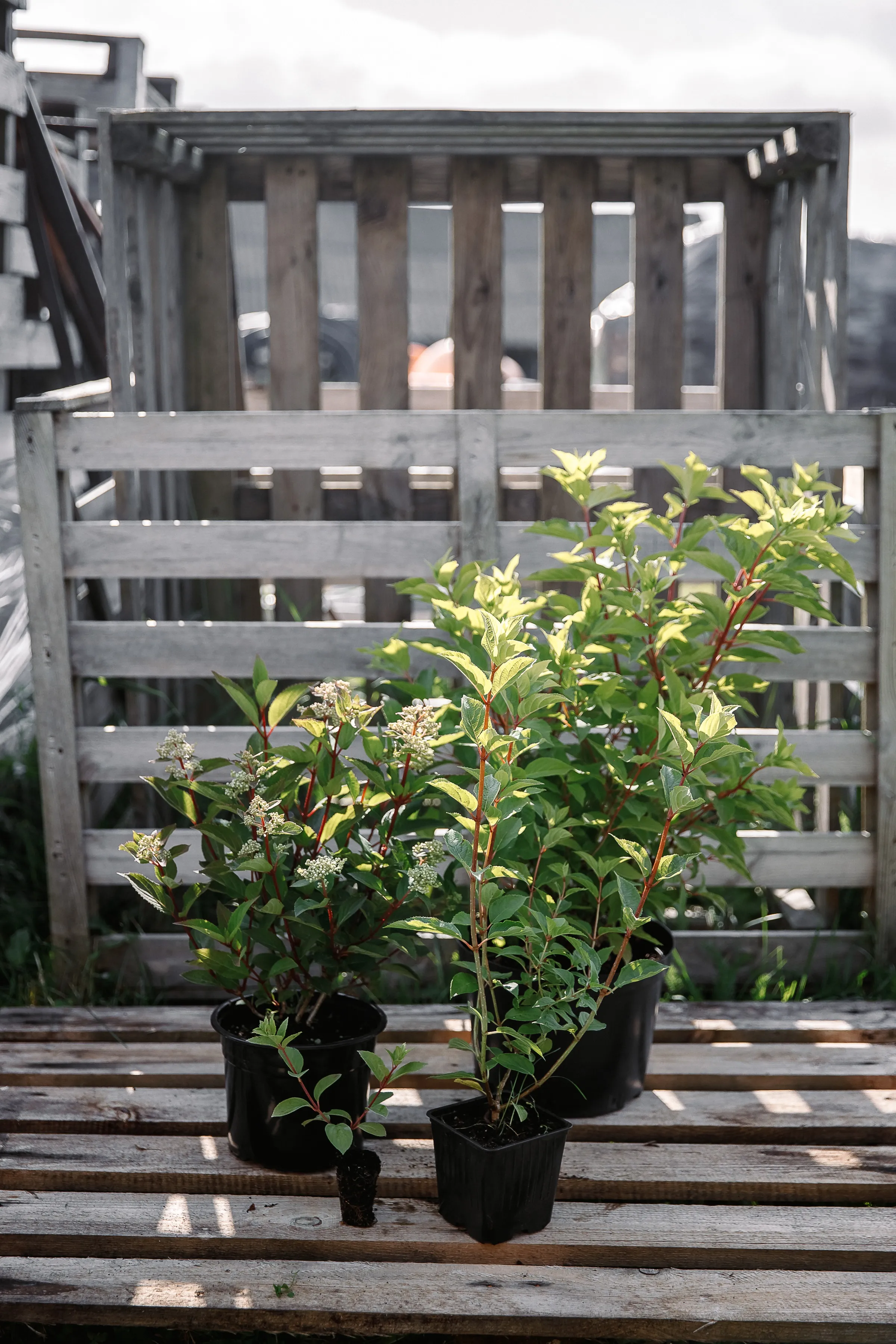 гортензия метельчатая Эрли Гарри