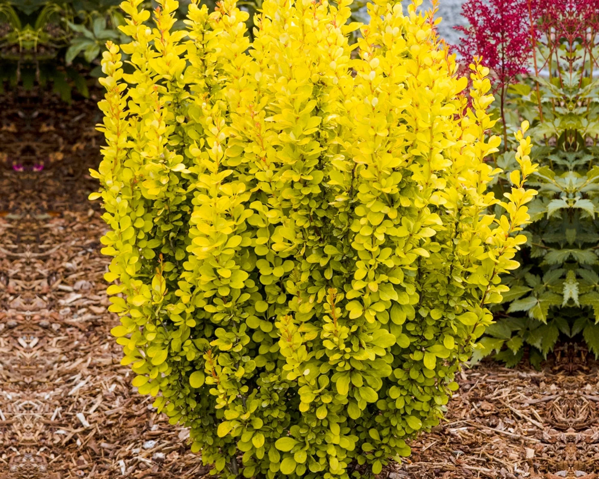 Барбарис тунберга Голден Торч