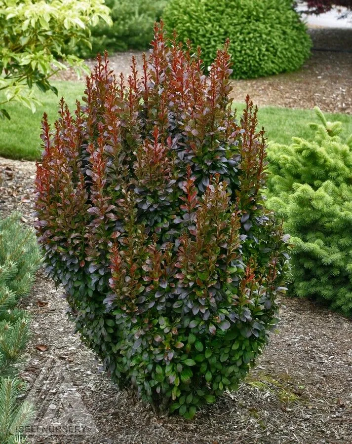 Барбарис тунберга Хелмонд Пиллар