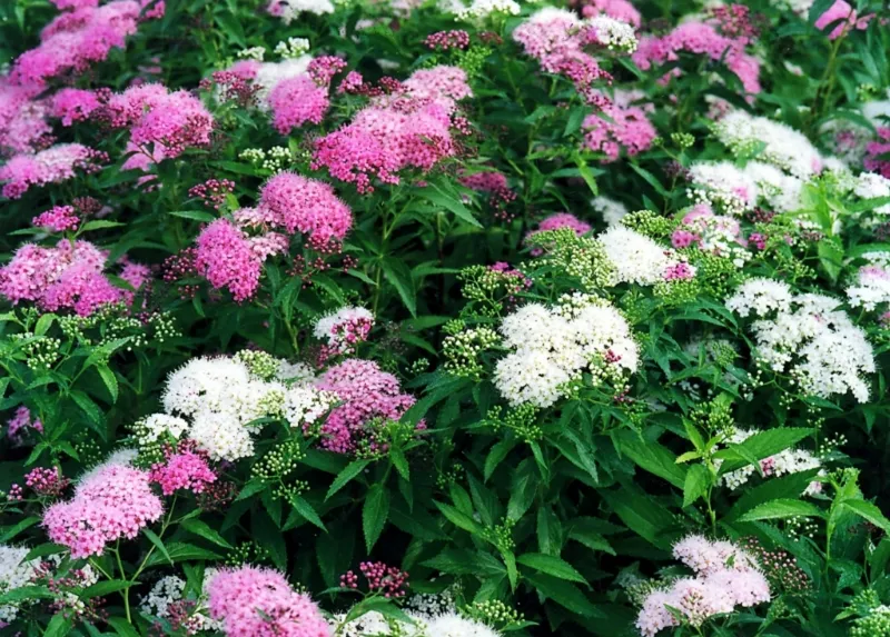 Спирея японская Широбана