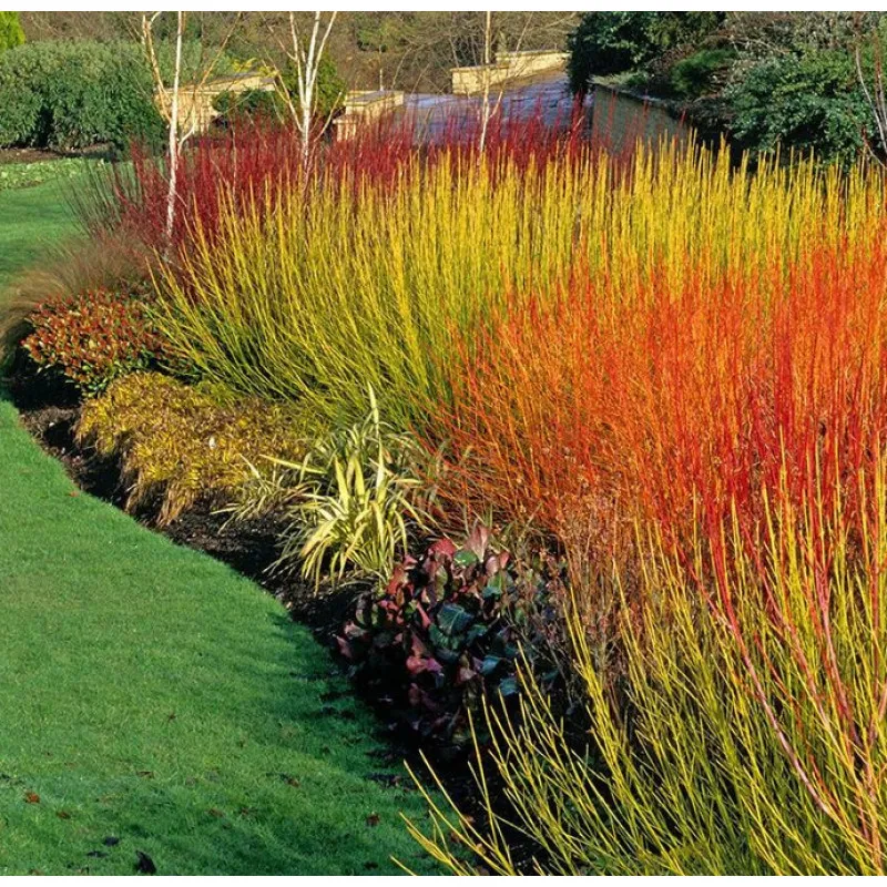 Дерен отпрысковый Флавирамеа