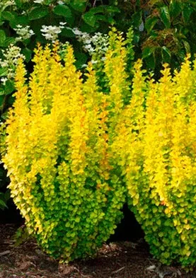 Барбарис тунберга Голден Торч