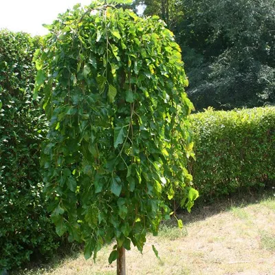 Шелковица пендула на  штамбе