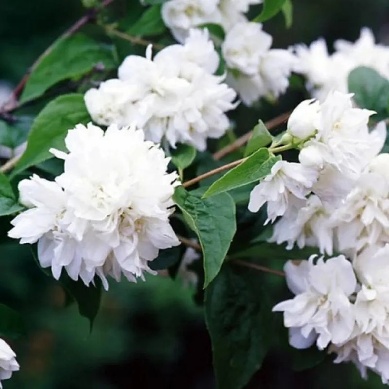 Чубушник (жасмин) Миннесота Сноуфлейк