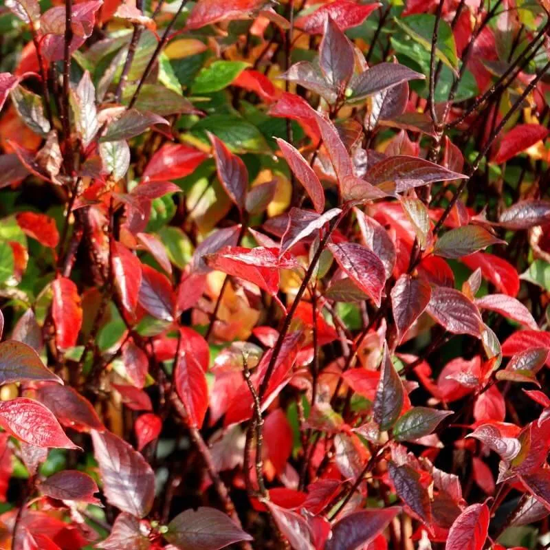 Дерен белый Кессельринги