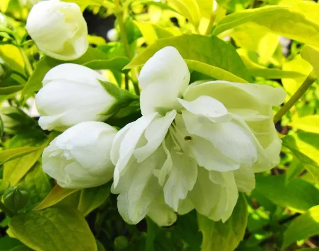 ЖАСМИН (ЧУБУШНИК) ЕЛЛОУ ХИЛЛ