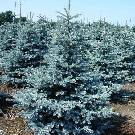 Ель колючая  Ольденбург