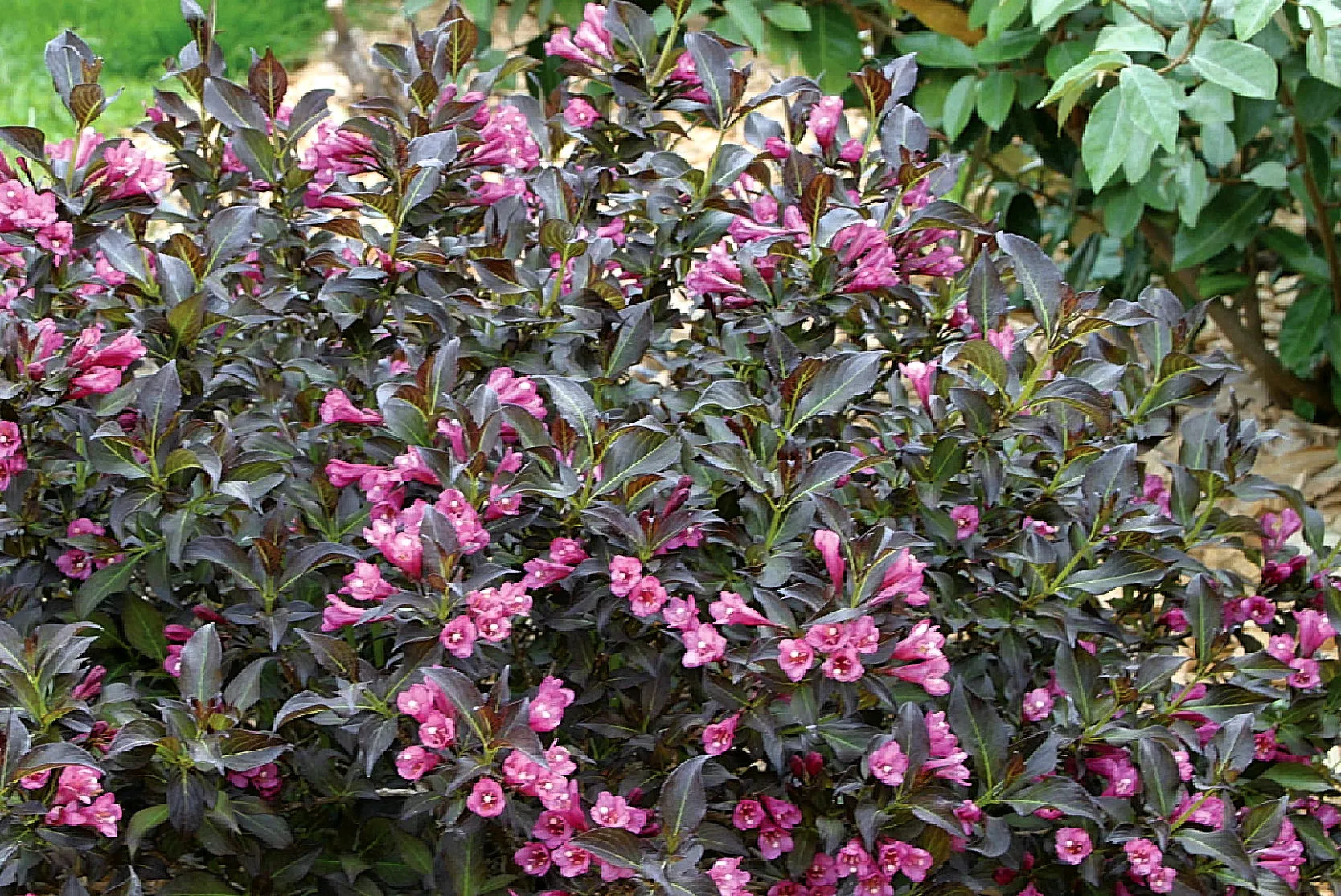 Вейгелла Виктория