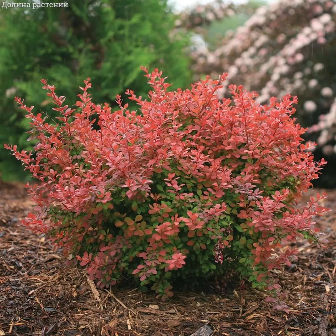 Барбарис Тунберга Корал / Мая
