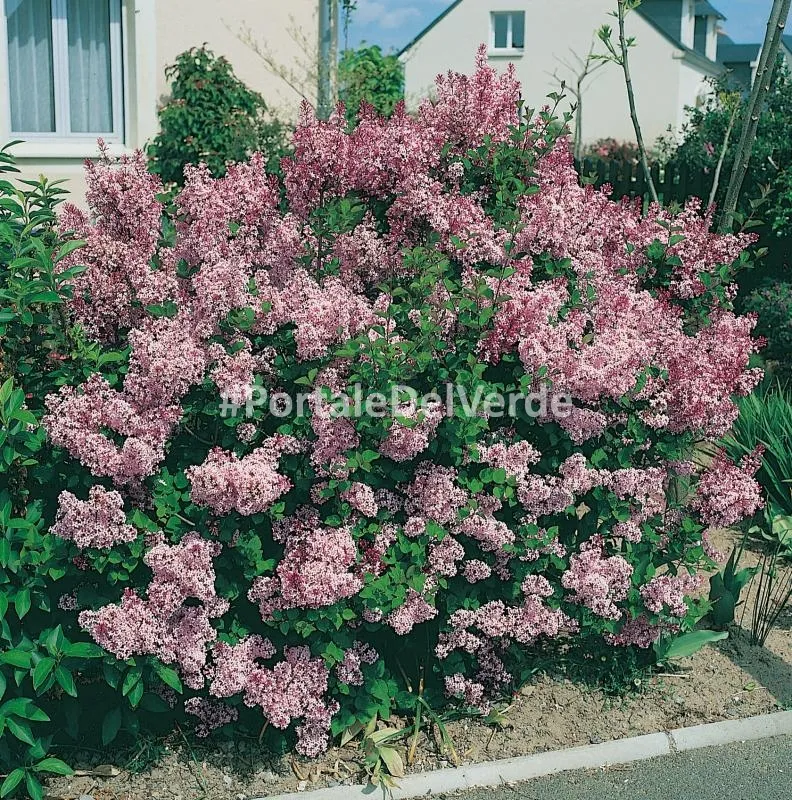 Сирень мелколистная Суперба