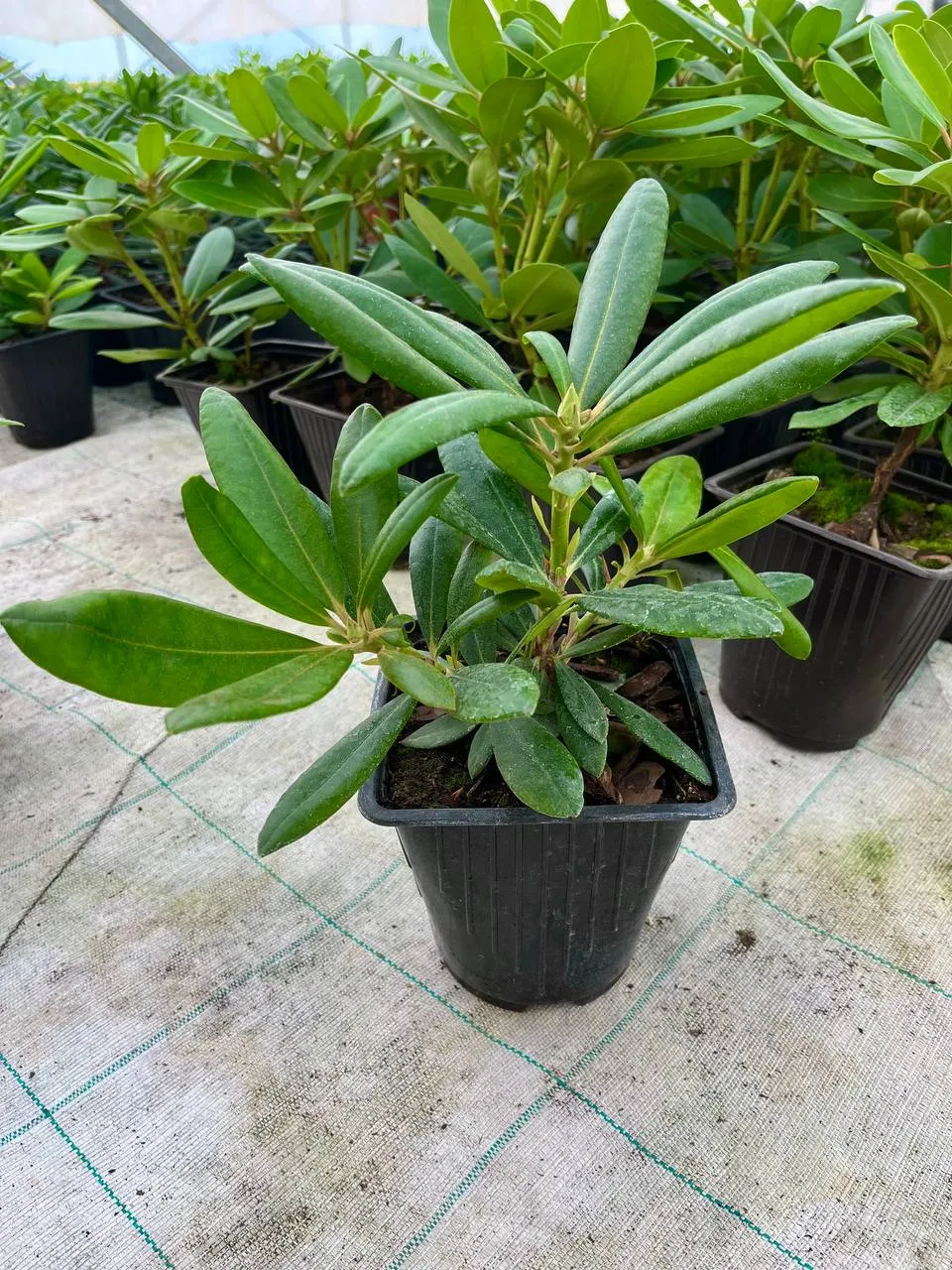 Рододендрон вечнозеленый Гаага