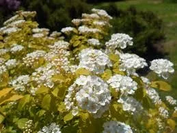 Спирея Вангутта Голд Фаунтейн