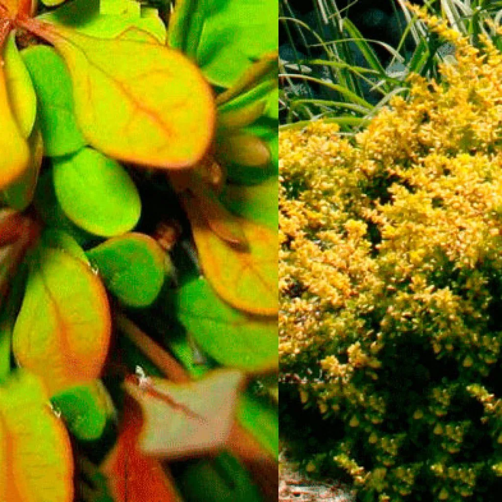 Барбарис тунберга Сенсейшен