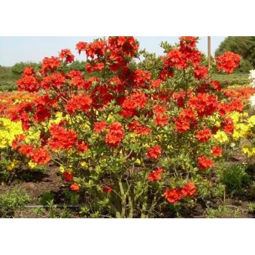 Азалия листопадная Фейерверк