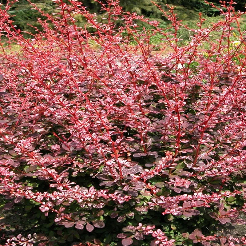 Барбарис тунберга Арлекин
