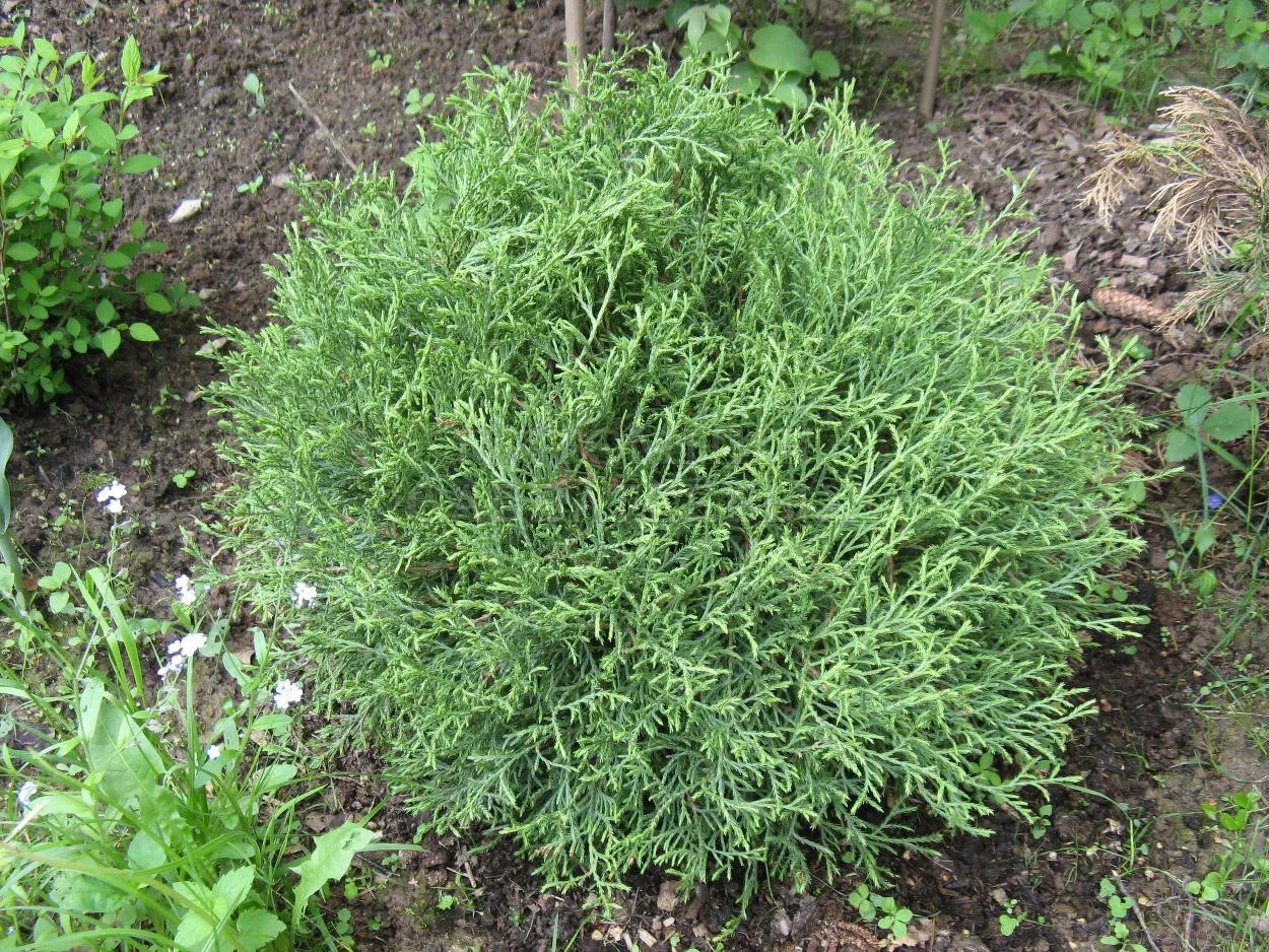 Туя западная Мистер Боулинг Болл