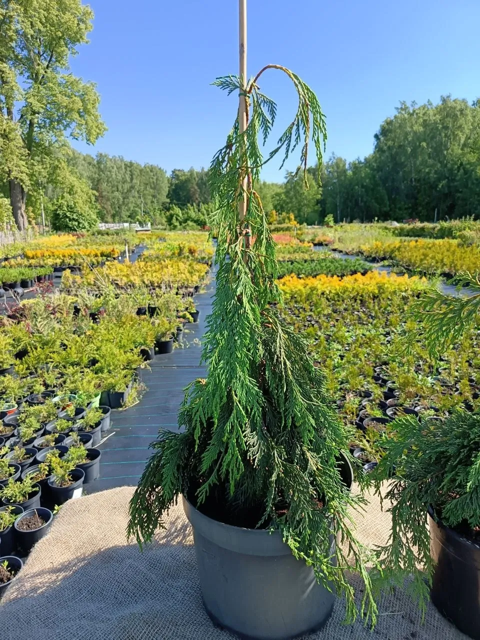 Кипарисовик Нутканский Пендула 