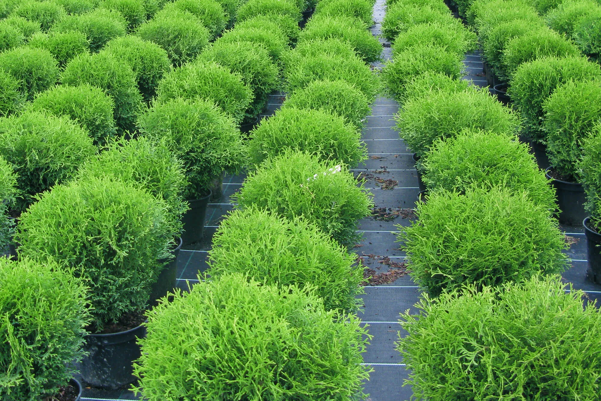 Туя  западная Тини Тим