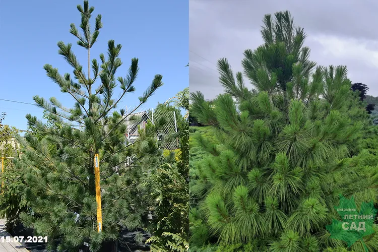 Сосна веймутова