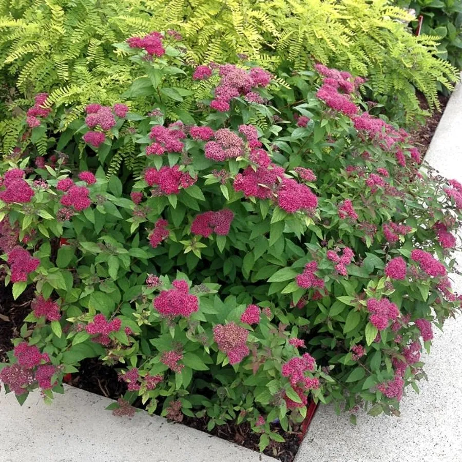 Спирея Манон