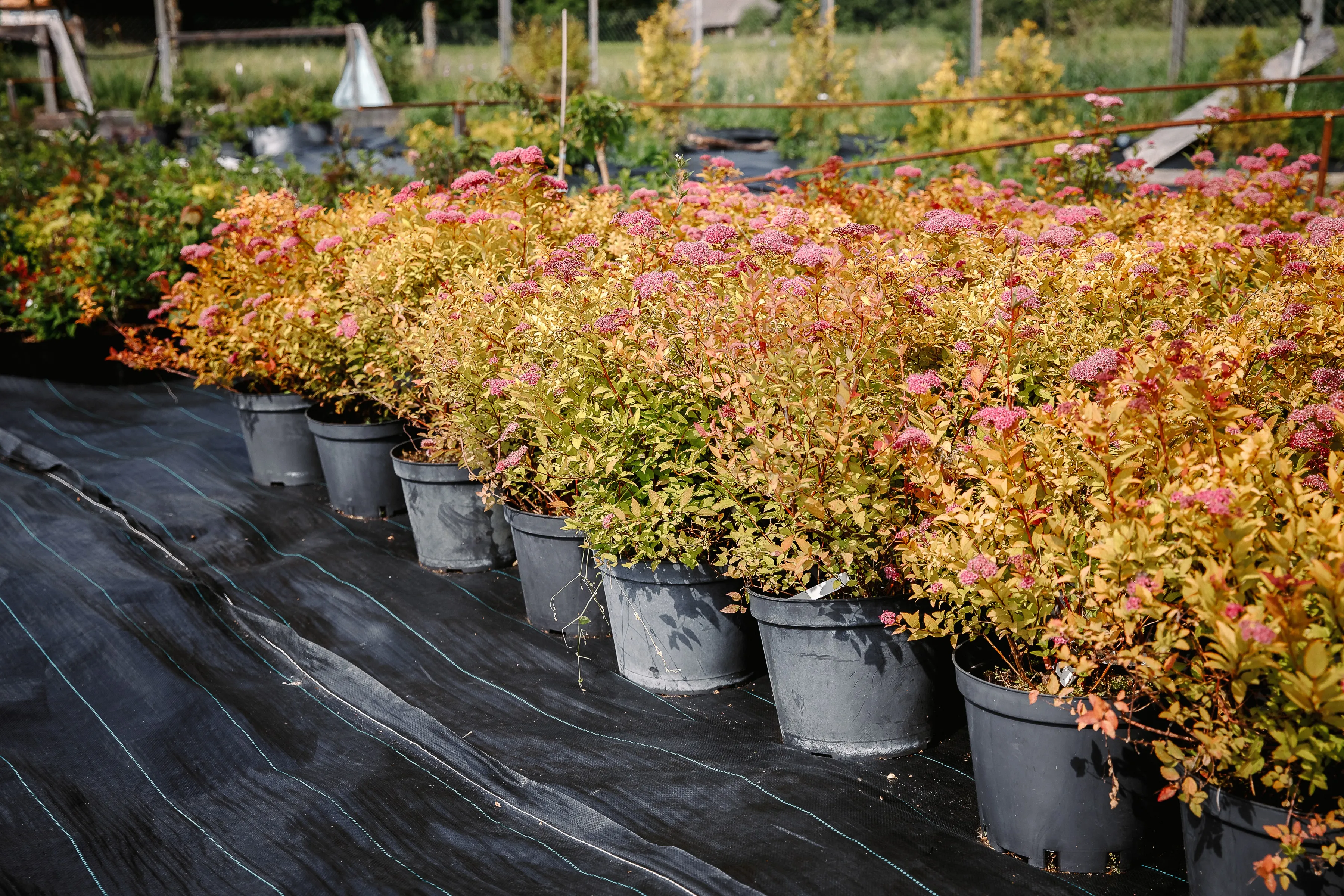 Спирея японская «Мэджик карпет»