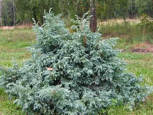 Кипарисовик Булевард