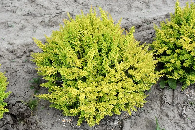 Барбарис тунберга Сенсейшен