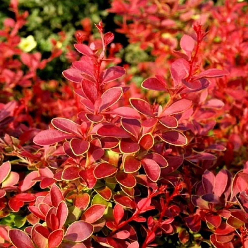 Барбарис Тунберга Корал / Мая