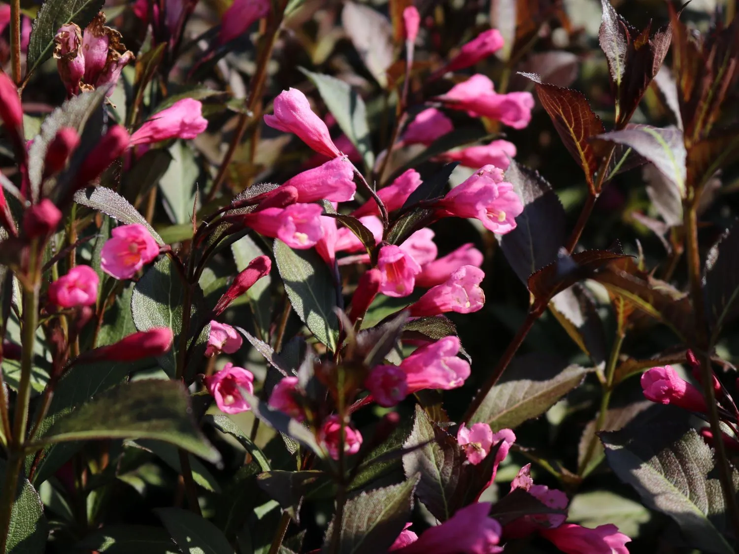 Вейгелла Виктория