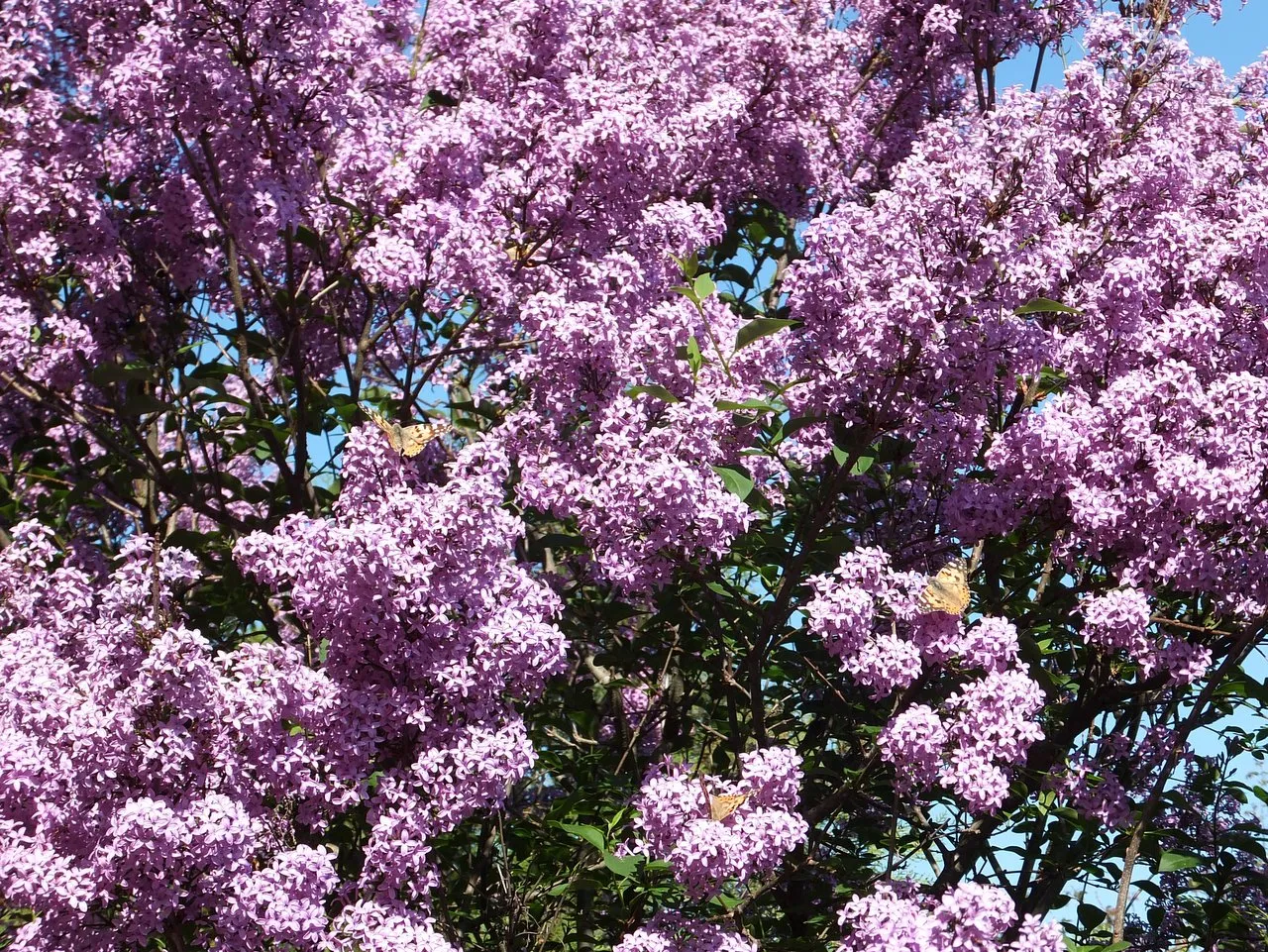 Сирень мелколистная Суперба