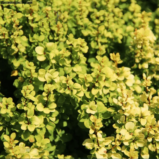 Барбарис   Тунберга Голдалита