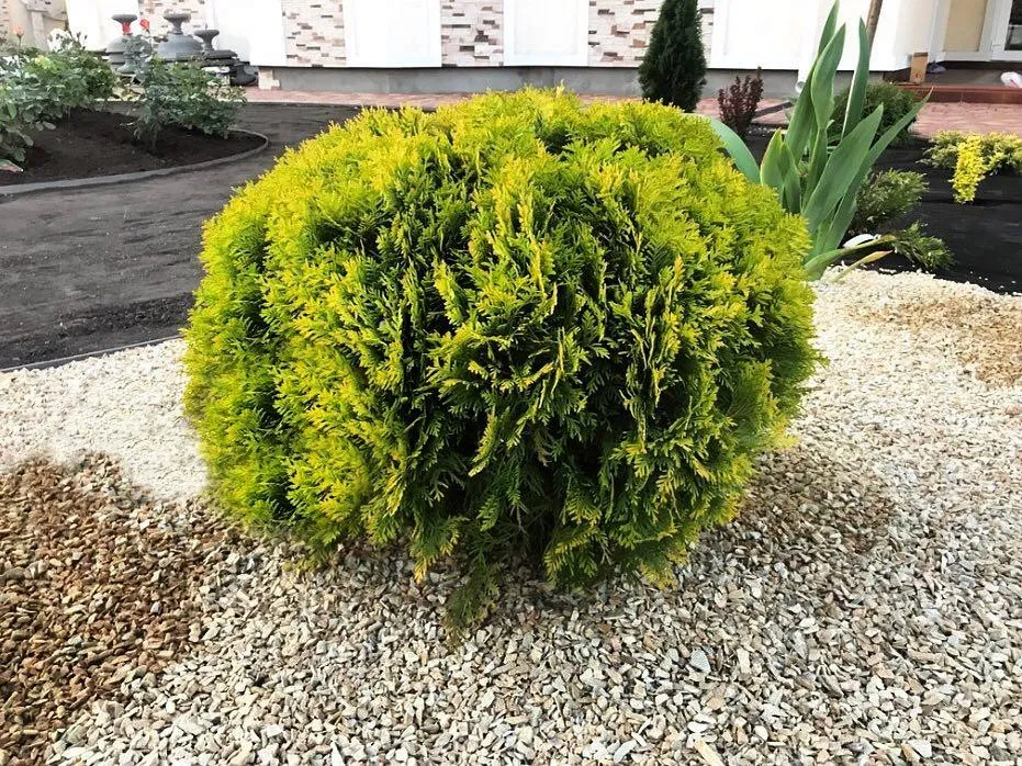 Туя западная Мириам 