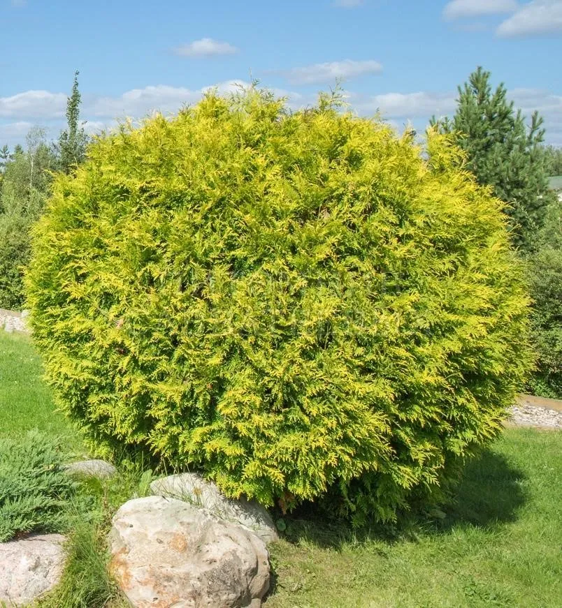 Туя западная Голден глоб