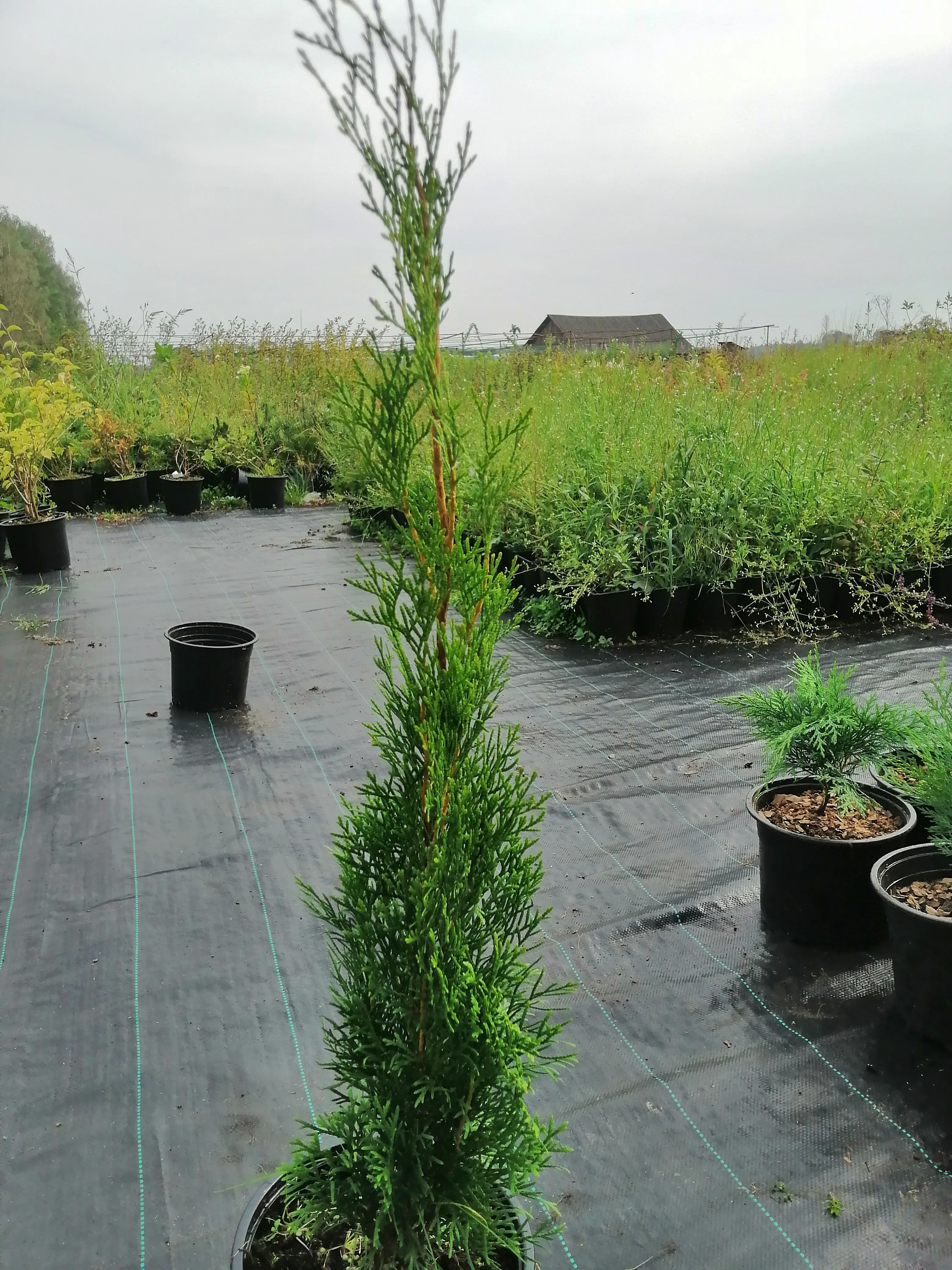 Туя западная Смарагд 