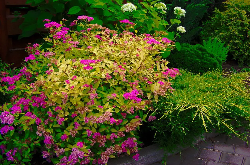 Спирея Голден Принцесс