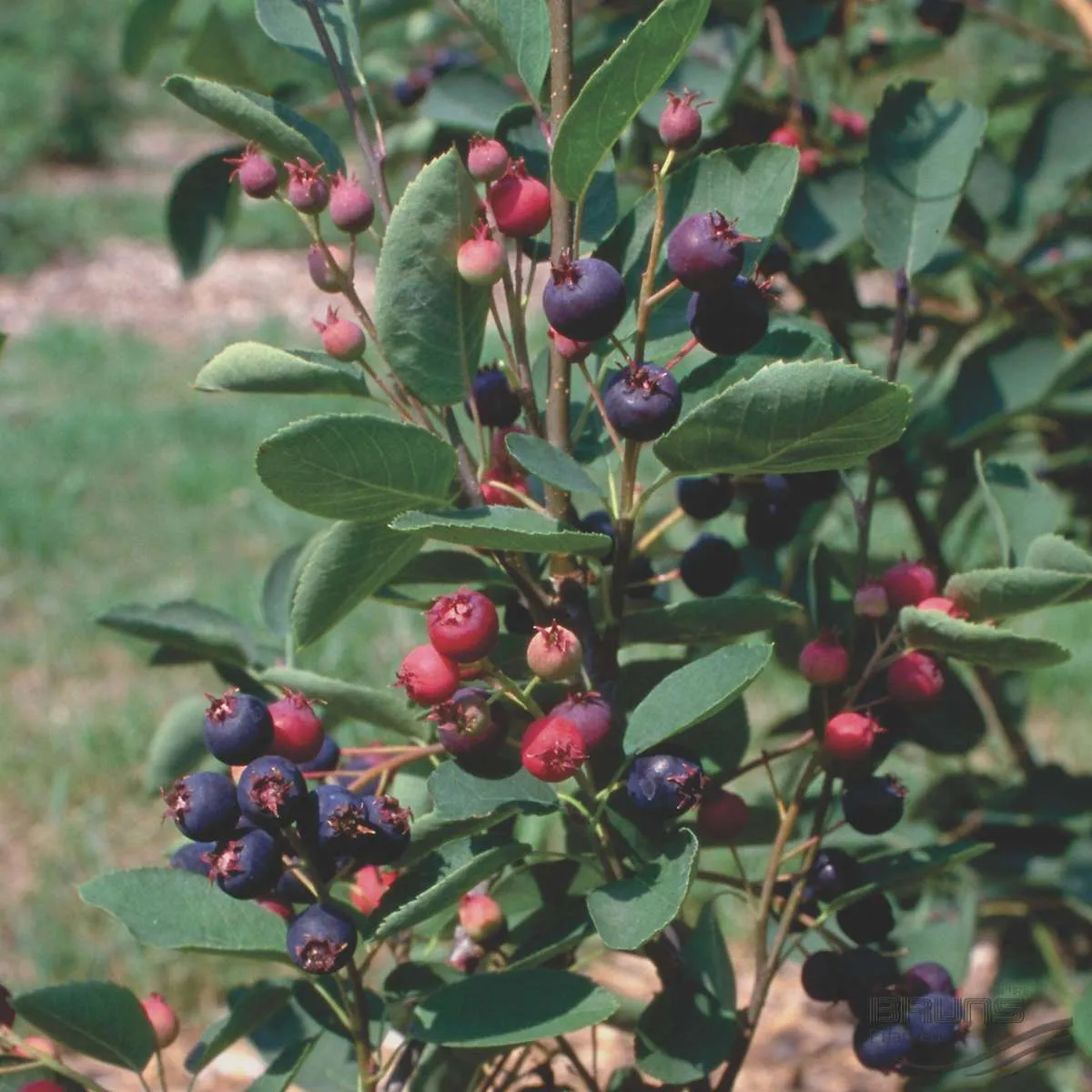 Ирга Колосистая