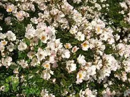 Роза миниатюрная почвопокровная Назоми