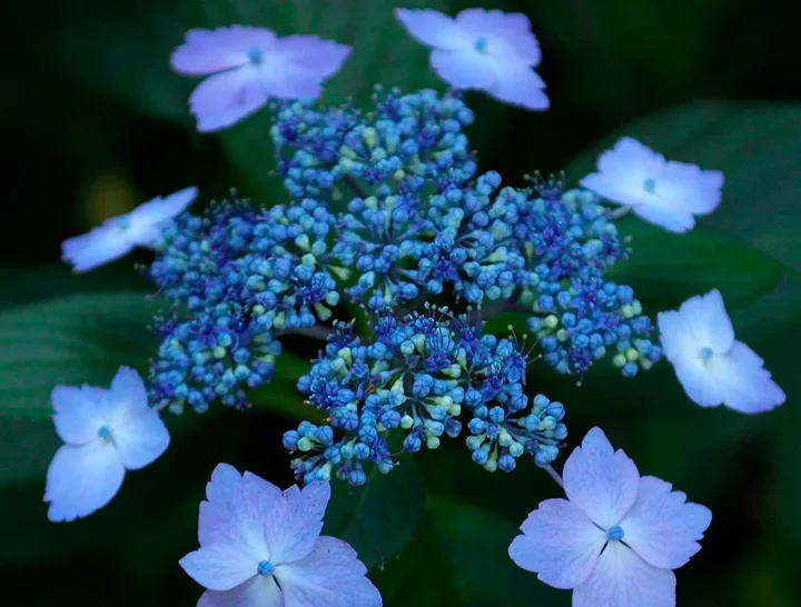 Гортензия пильчатая Блюберд