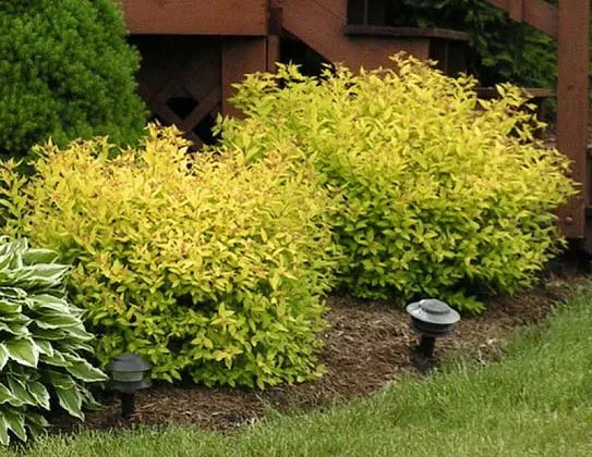 Спирея японская Голдмаунд