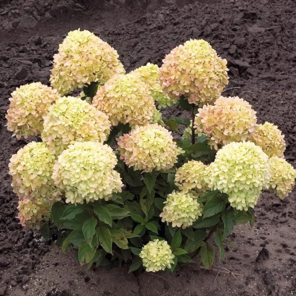 Гортензия метельчатая Литл лайм